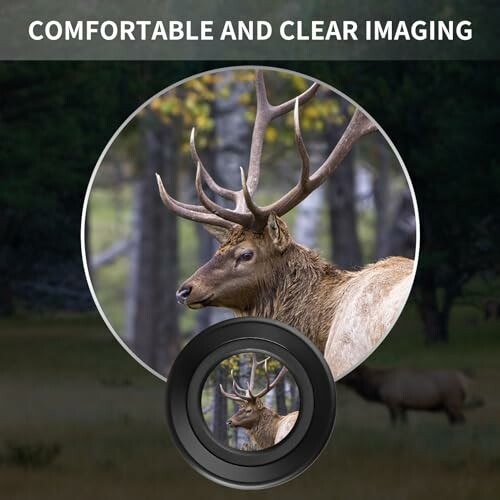 Elk in forest with camera lens focus.