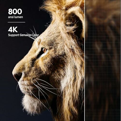 Lion with 800 ansi lumen and 4K support genuine color